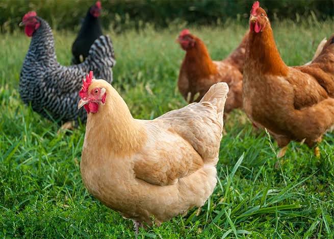 Poultry Feed