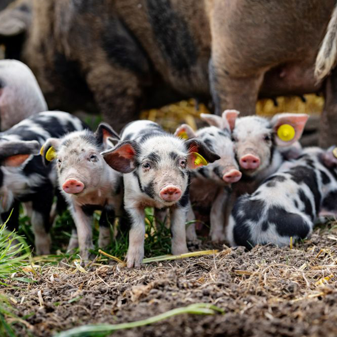 New piglet training
