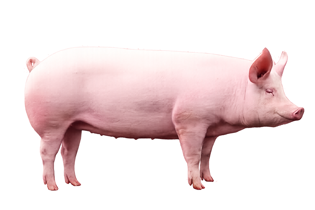 Breeding piglets thumb 2