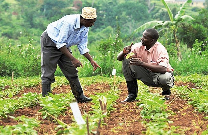 Farm Consultancy