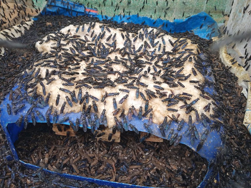 black soldier flies farming training